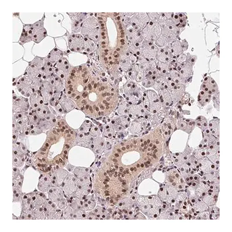 Merck Anti-RAD23A antibody produced in rabbit