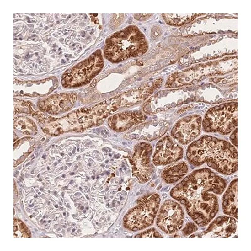 Merck Anti-C12orf75 antibody produced in rabbit