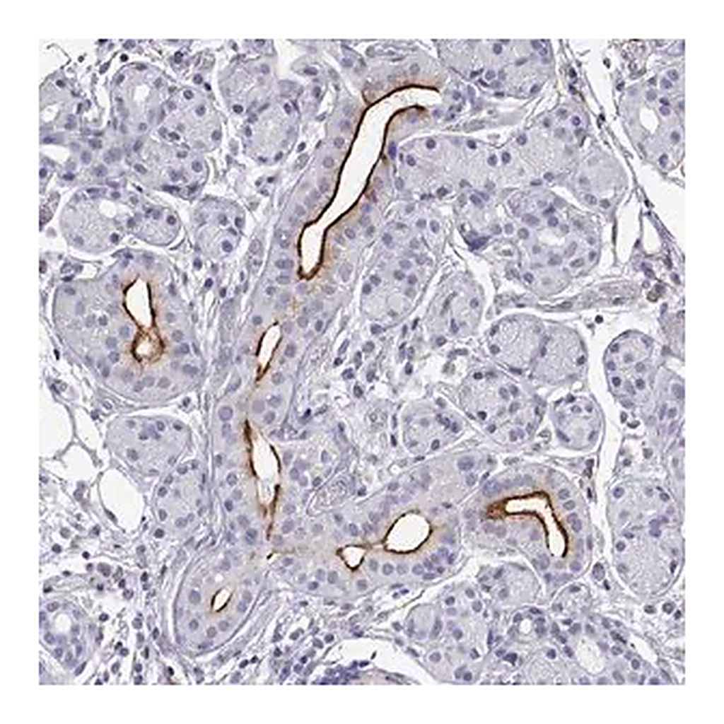 Merck Anti-OPRPN antibody produced in rabbit