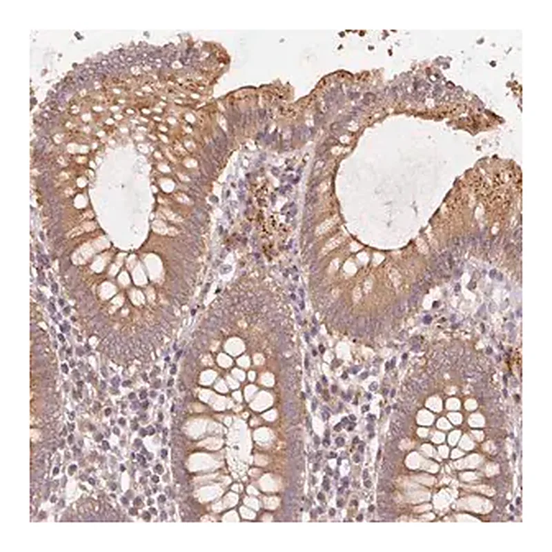Merck Anti-KLHL15 antibody produced in rabbit