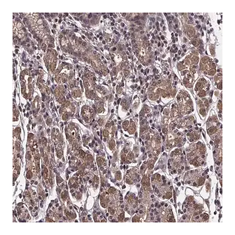 Merck Anti-FN3KRP antibody produced in rabbit