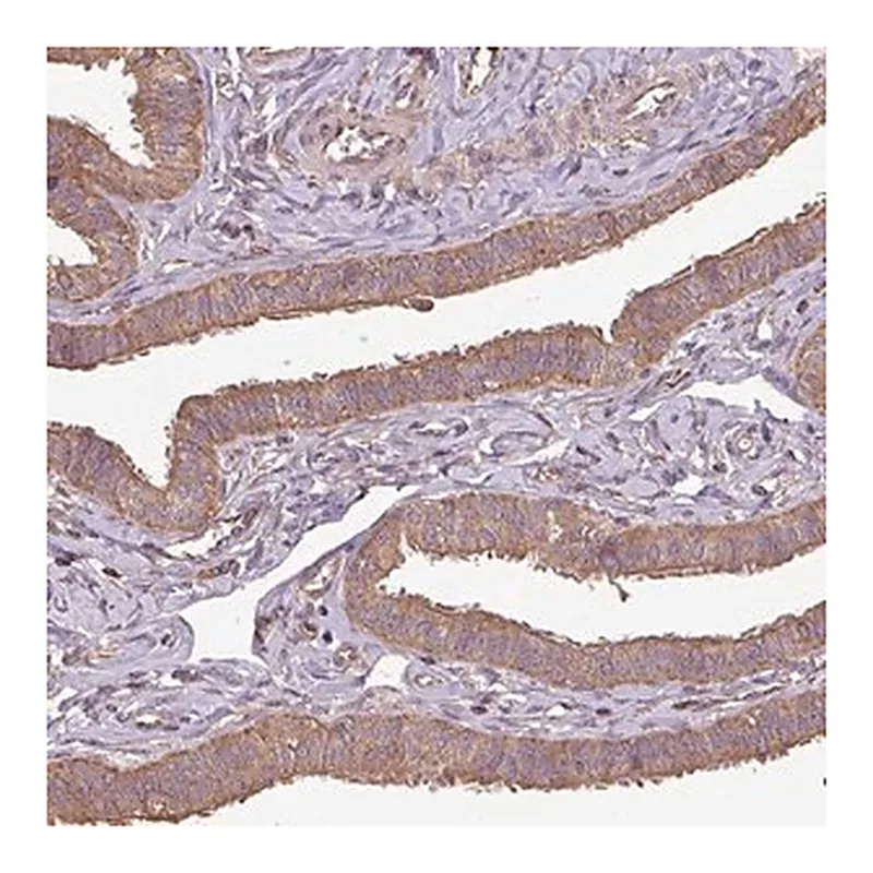Merck Anti-PLEKHM1 antibody produced in rabbit