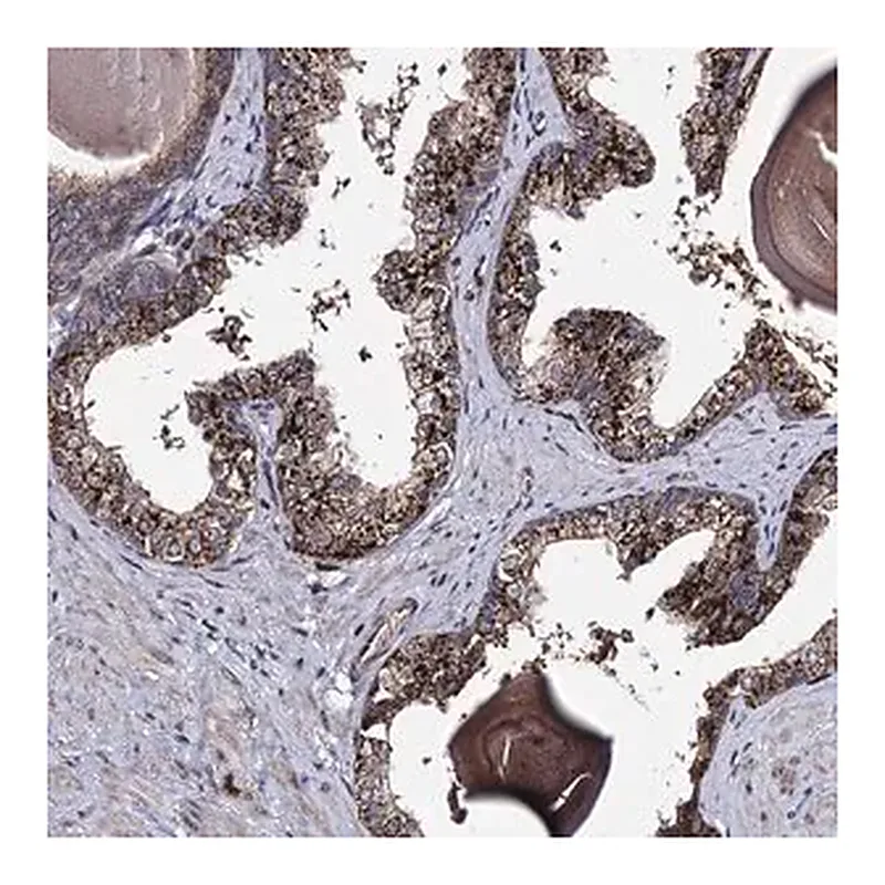 Merck Anti-MICALCL antibody produced in rabbit