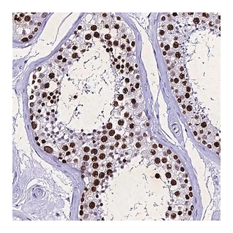 Merck Anti-PPP4R2 antibody produced in rabbit
