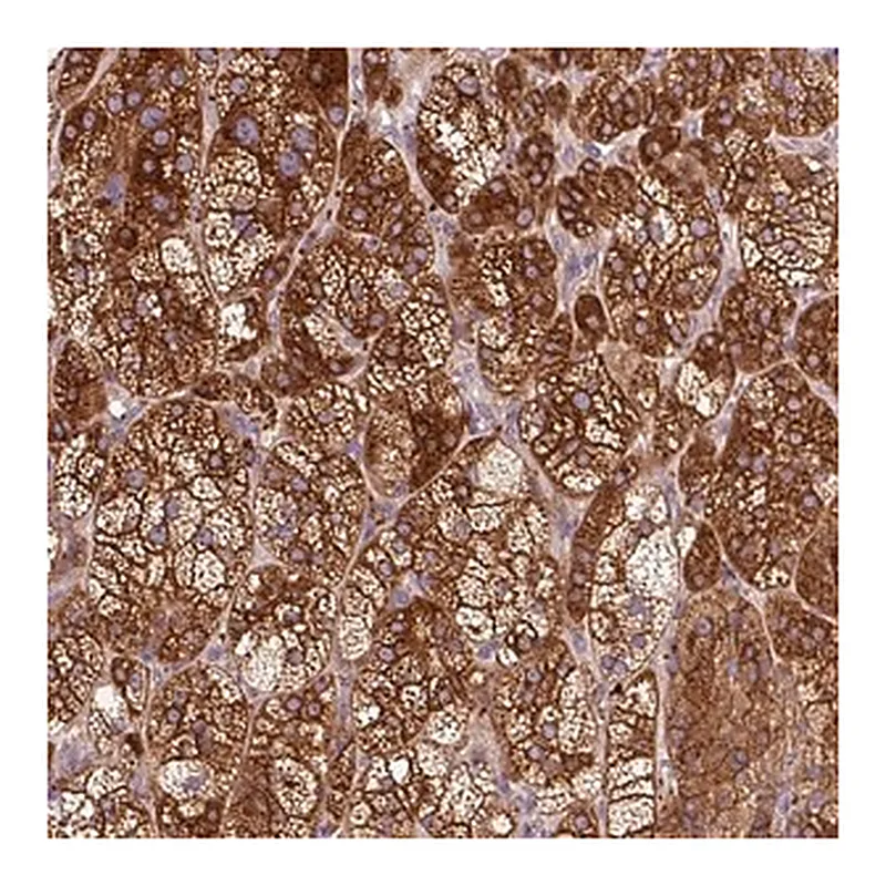 Merck Anti-TBC1D4 antibody produced in rabbit