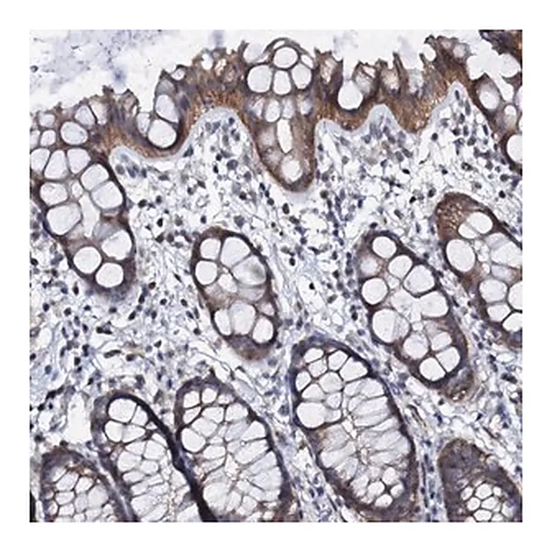 Merck Anti-GPR176 antibody produced in rabbit
