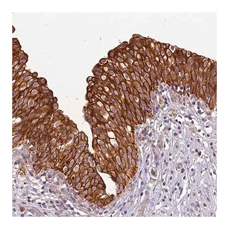 Merck Anti-TIGAR antibody produced in rabbit