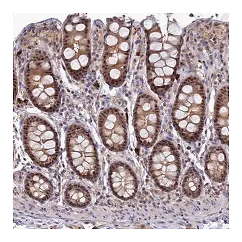 Merck Anti-TAB1 antibody produced in rabbit