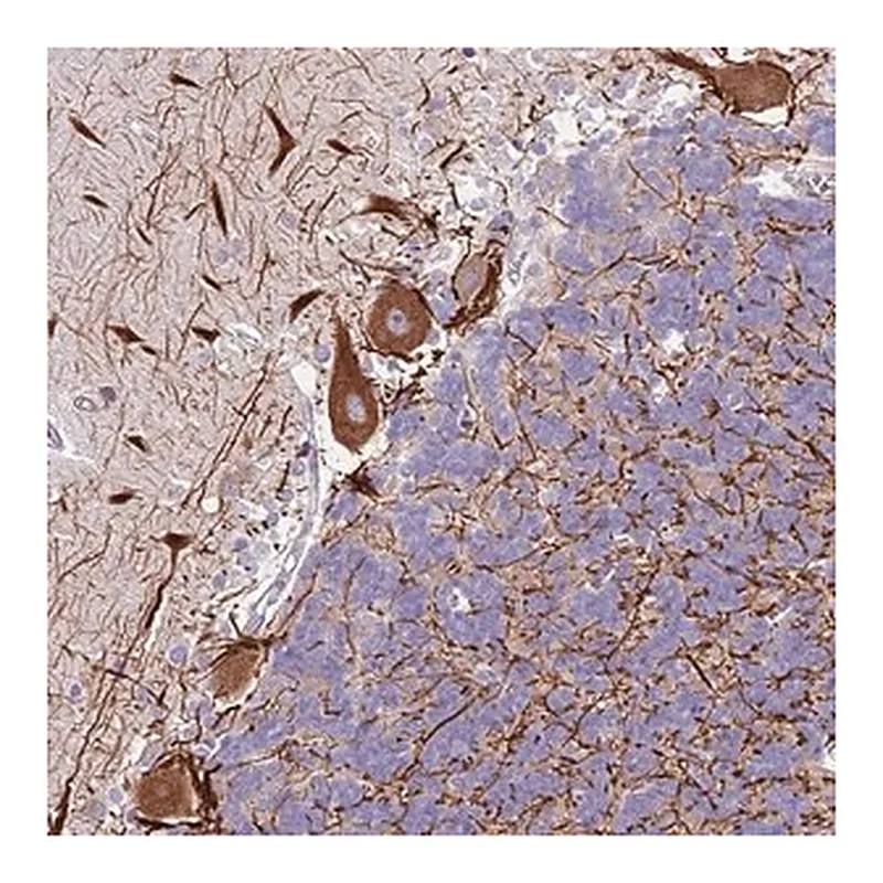 Merck Anti-C2CD3 antibody produced in rabbit