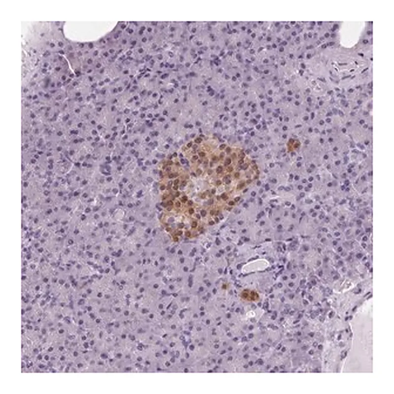Merck Anti-PPP1R1A antibody produced in rabbit
