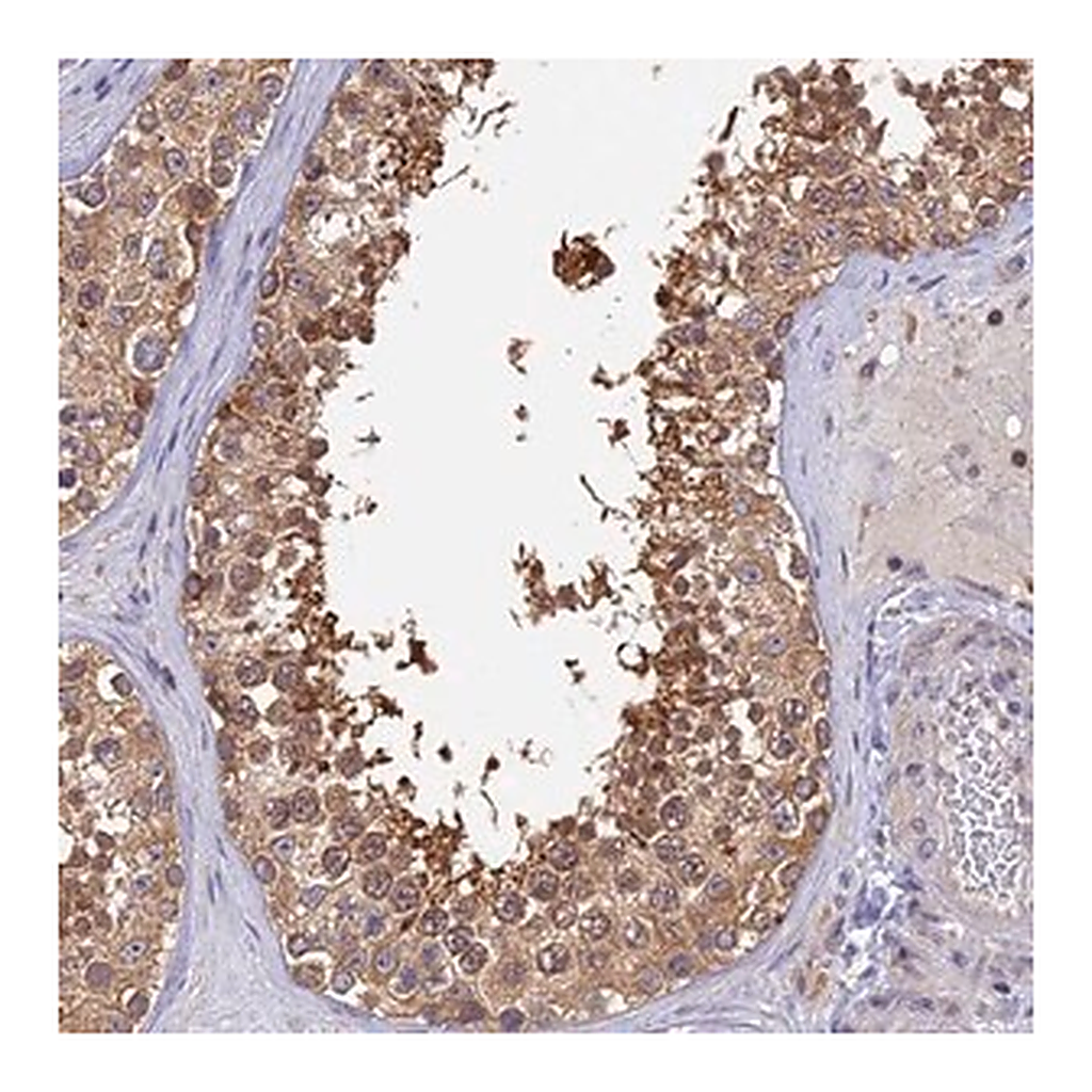 Merck Anti-IPO5 antibody produced in rabbit