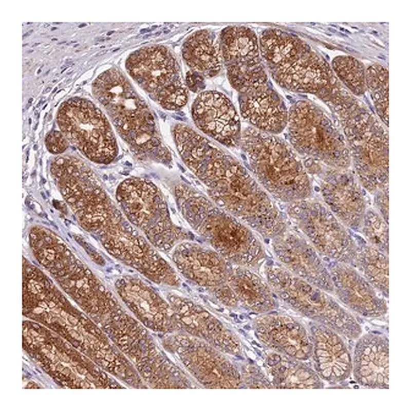 Merck Anti-COPE antibody produced in rabbit