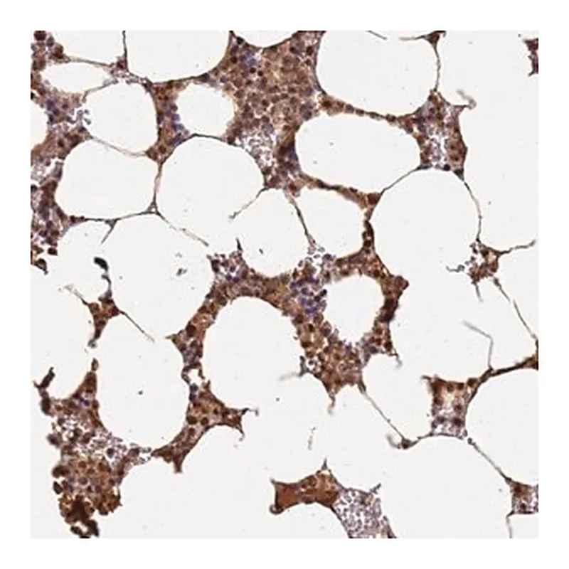 Merck Anti-JAK2 antibody produced in rabbit