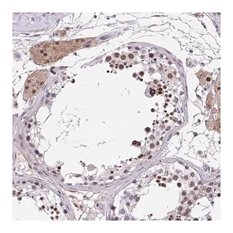 Merck Anti-RBBP6 antibody produced in rabbit