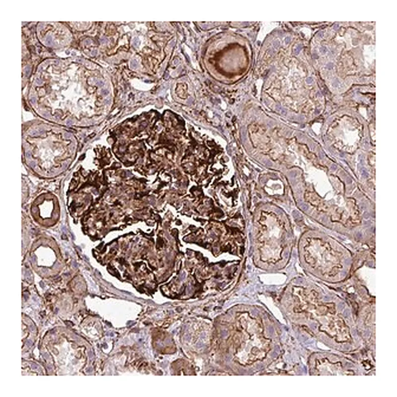 Merck Anti-PARD6A antibody produced in rabbit