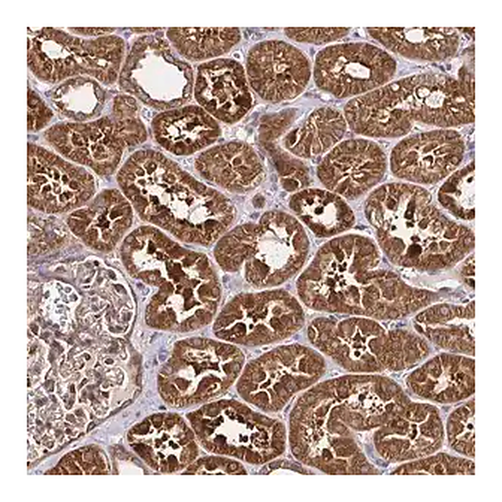 Merck Anti-MLST8 antibody produced in rabbit