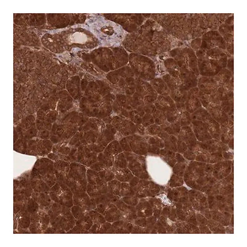 Merck Anti-PODXL2 antibody produced in rabbit
