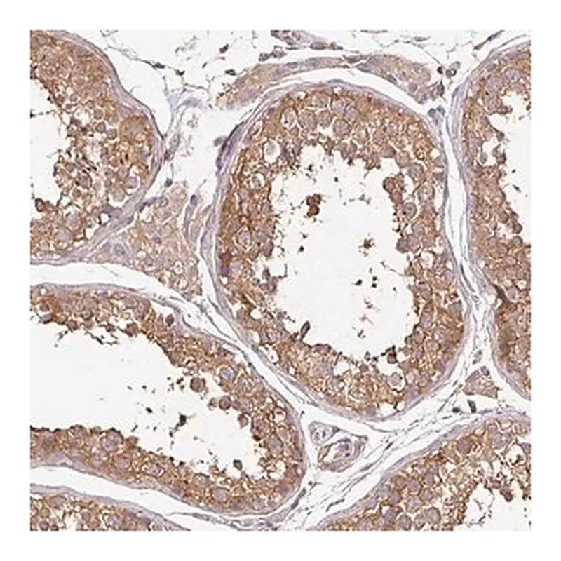 Merck Anti-MAPK8IP3 antibody produced in rabbit