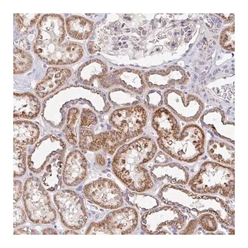 Merck Anti-GINM1 antibody produced in rabbit