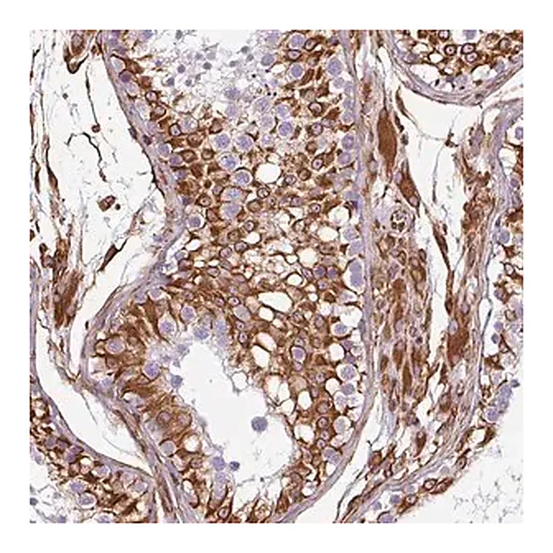 Merck Anti-PPFIA1 antibody produced in rabbit