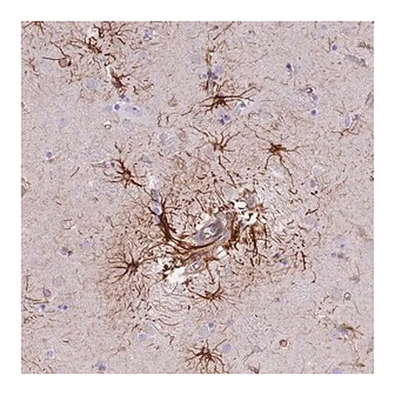 Merck Anti-R3HDM4 antibody produced in rabbit