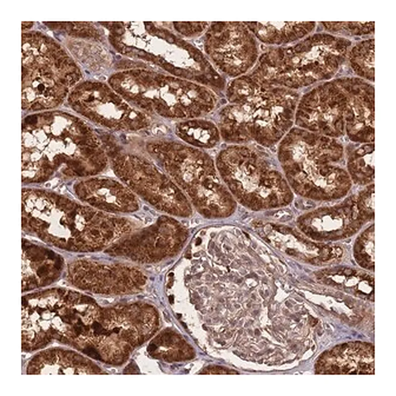 Merck Anti-HAGH antibody produced in rabbit