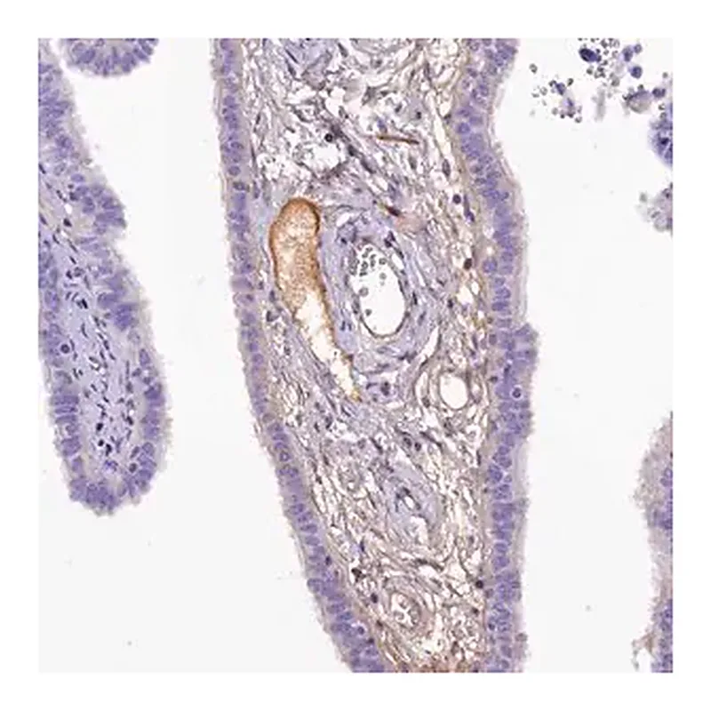 Merck Anti-SOD3 antibody produced in rabbit