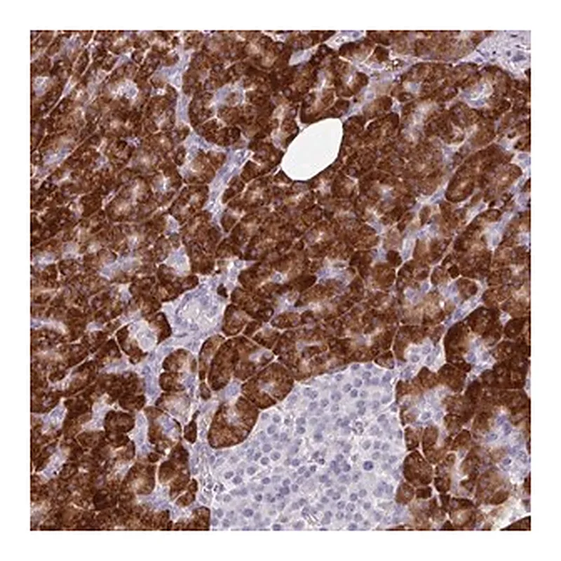 Merck Anti-BMS1 antibody produced in rabbit