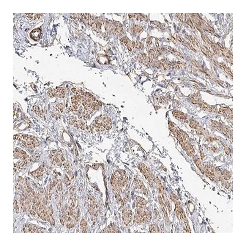 Merck Anti-SOWAHD antibody produced in rabbit