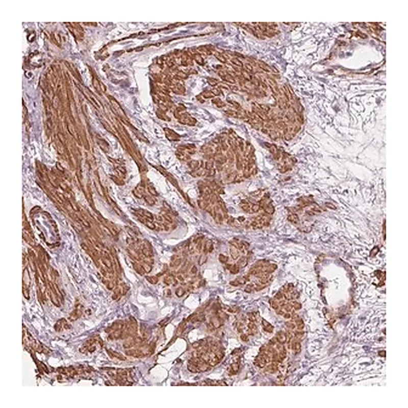 Merck Anti-MIER3 antibody produced in rabbit