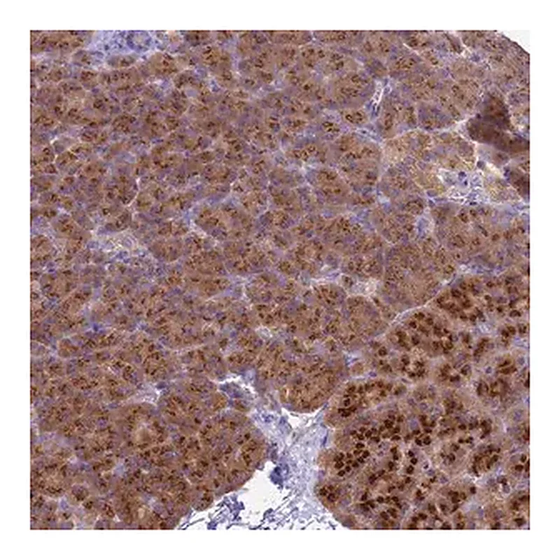 Merck Anti-ANAPC1 antibody produced in rabbit
