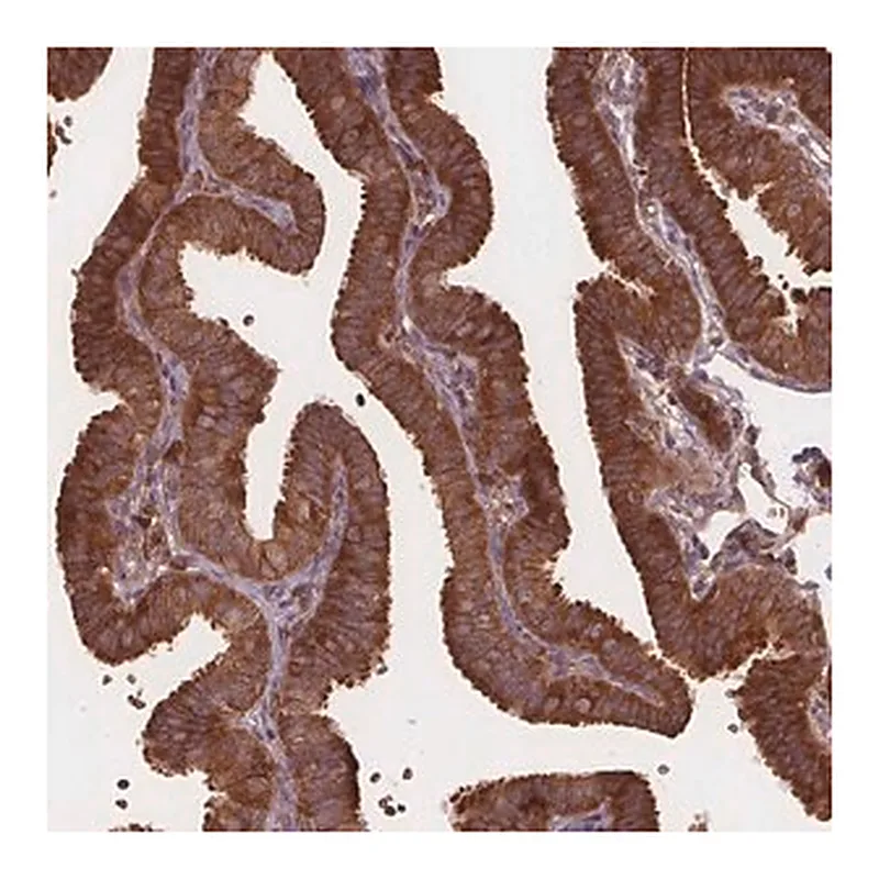 Merck Anti-EIF3D antibody produced in rabbit