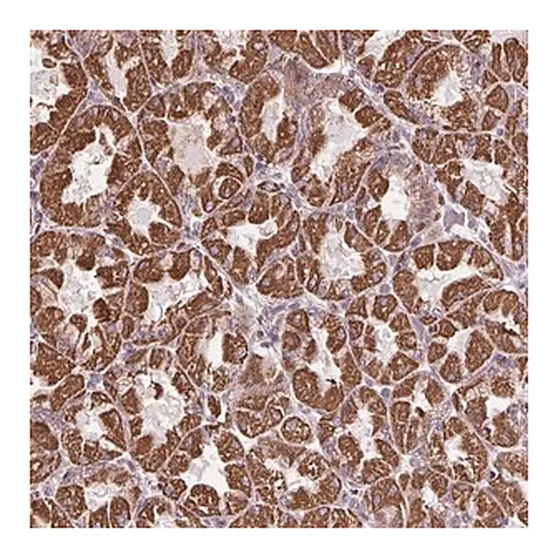 Merck Anti-ZNF548 antibody produced in rabbit