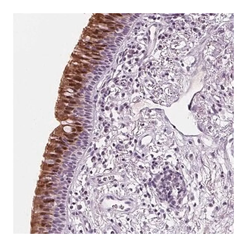 Merck Anti-DBX2 antibody produced in rabbit