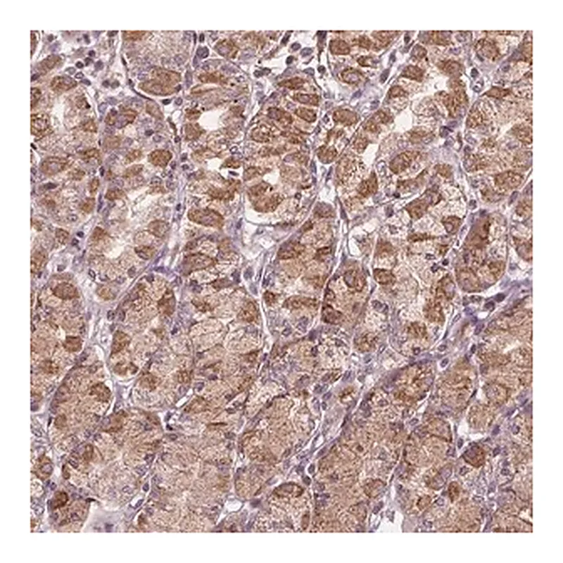 Merck Anti-ORAI2 antibody produced in rabbit