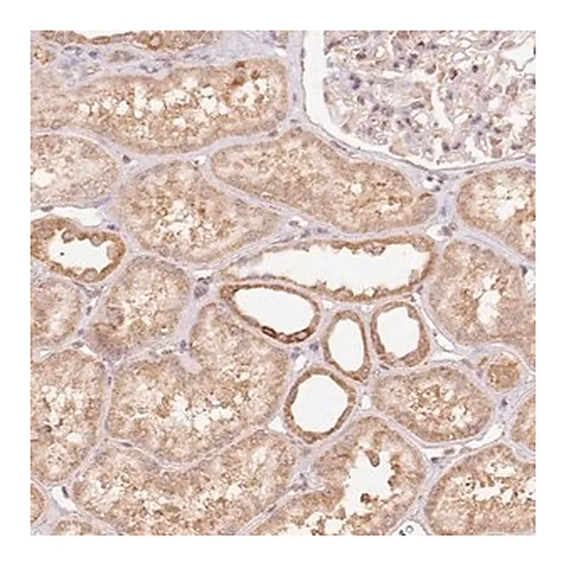 Merck Anti-PRR26 antibody produced in rabbit