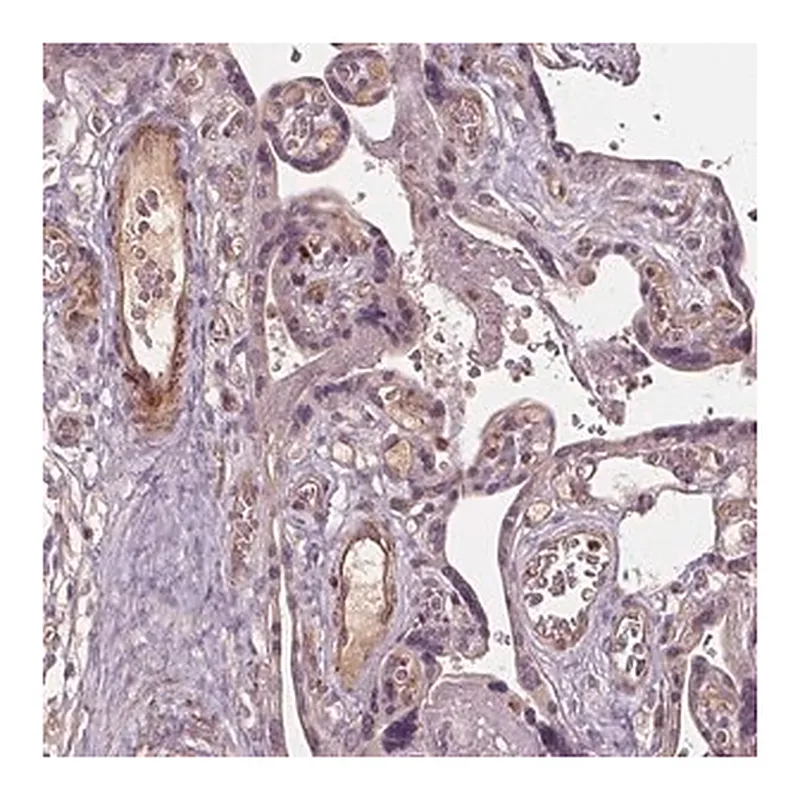 Merck Anti-PDGFD antibody produced in rabbit