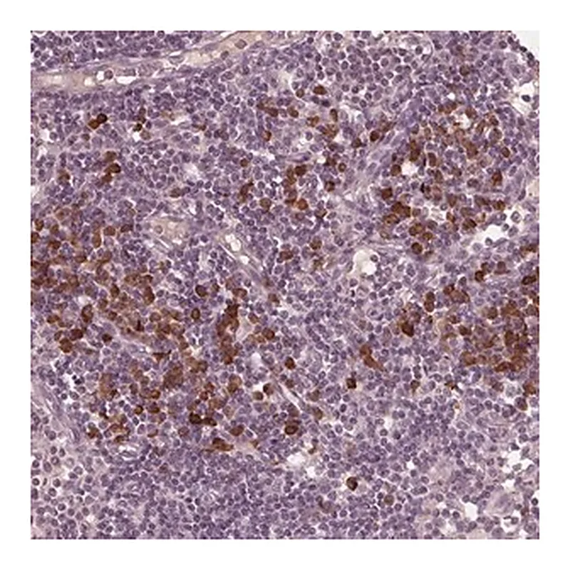 Merck Anti-CXCL16 antibody produced in rabbit