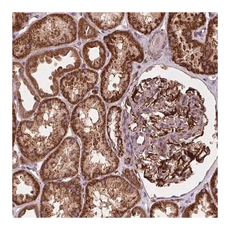 Merck Anti-GOLT1B antibody produced in rabbit