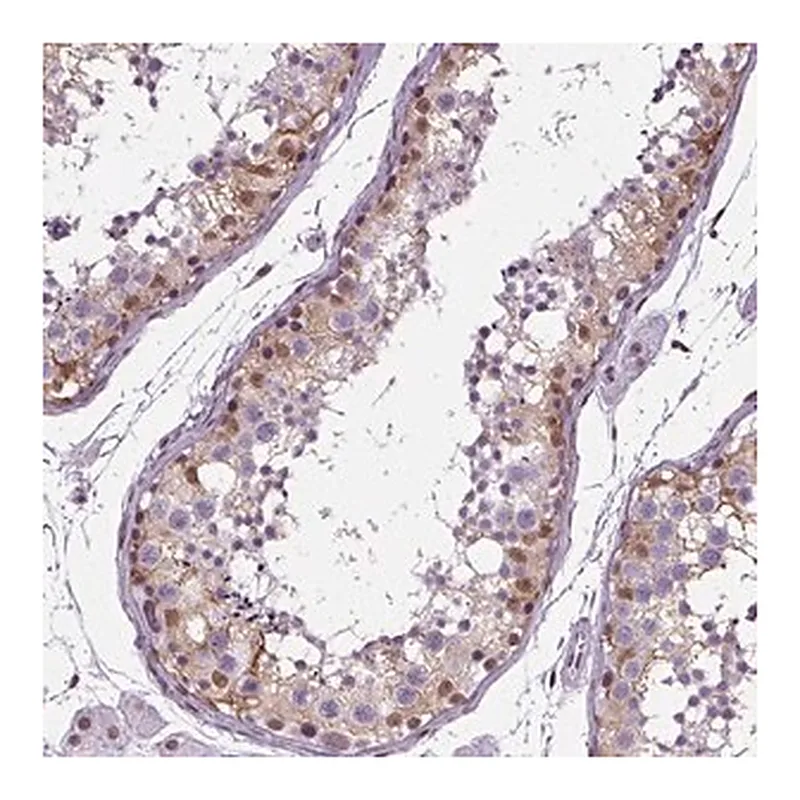Merck Anti-GP6 antibody produced in rabbit