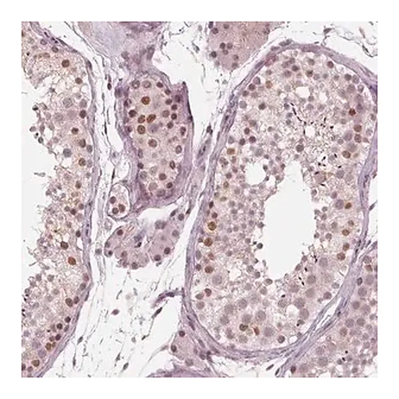 Merck Anti-DNMT3L antibody produced in rabbit