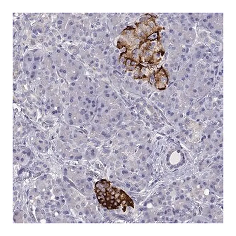Merck Anti-TMEM211 antibody produced in rabbit