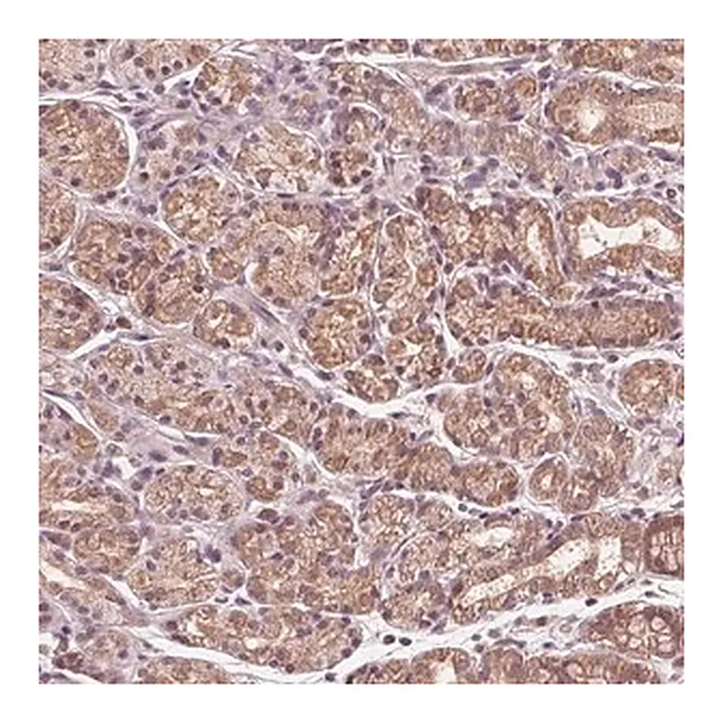 Merck Anti-UBALD1 antibody produced in rabbit