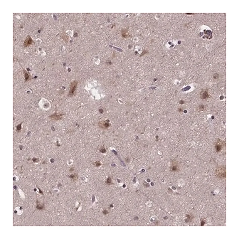 Merck Anti-FAM181B antibody produced in rabbit