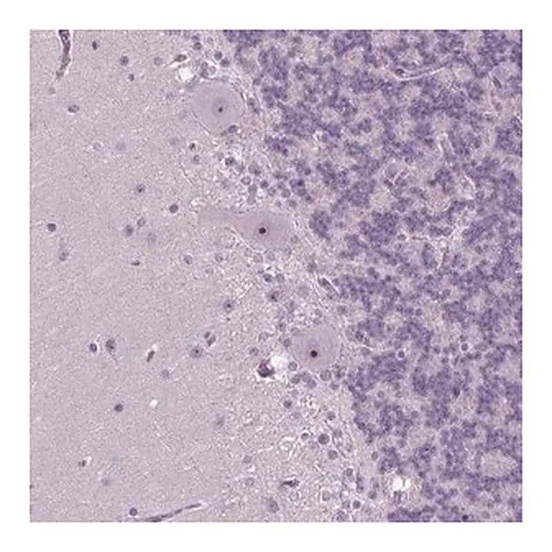 Merck Anti-SMIM18 antibody produced in rabbit
