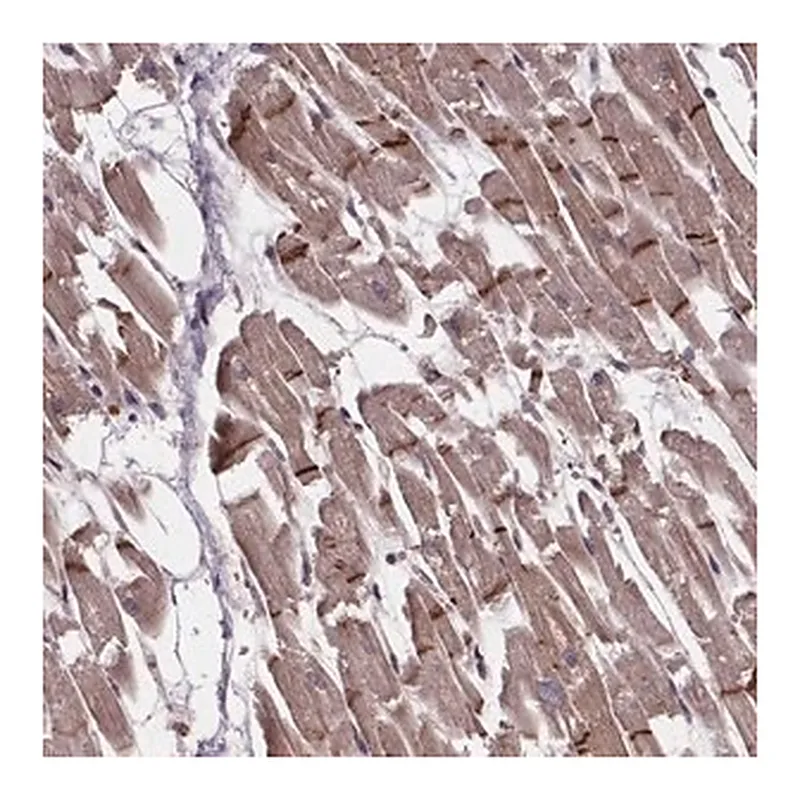 Merck Anti-C15orf65 antibody produced in rabbit