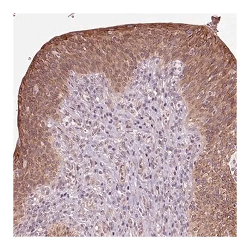Merck Anti-HAUS5 antibody produced in rabbit