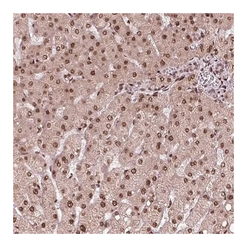 Merck Anti-SNRNP35 antibody produced in rabbit