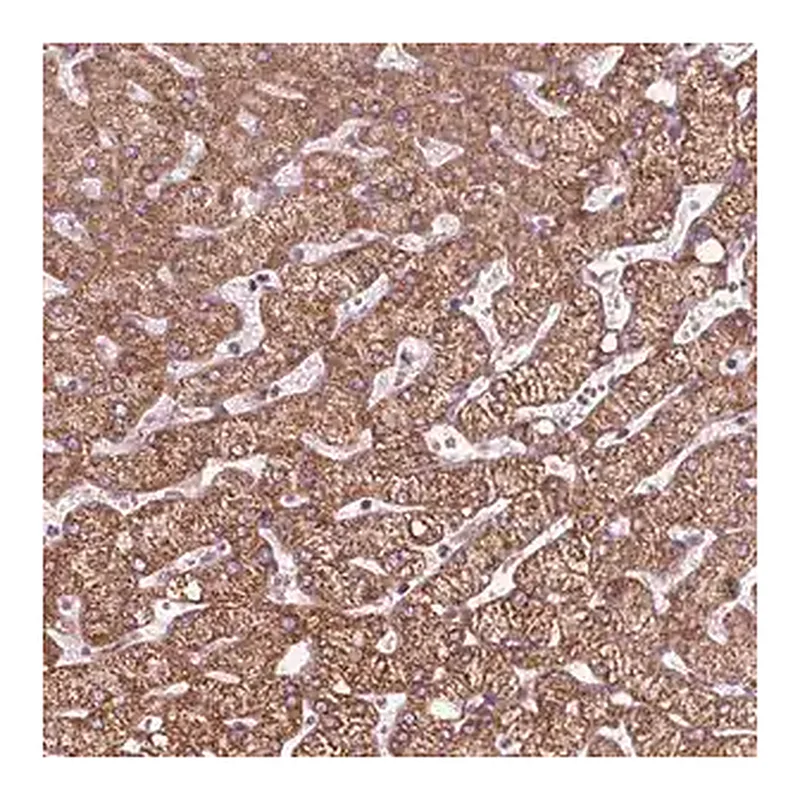 Merck Anti-DCAF4L2 antibody produced in rabbit