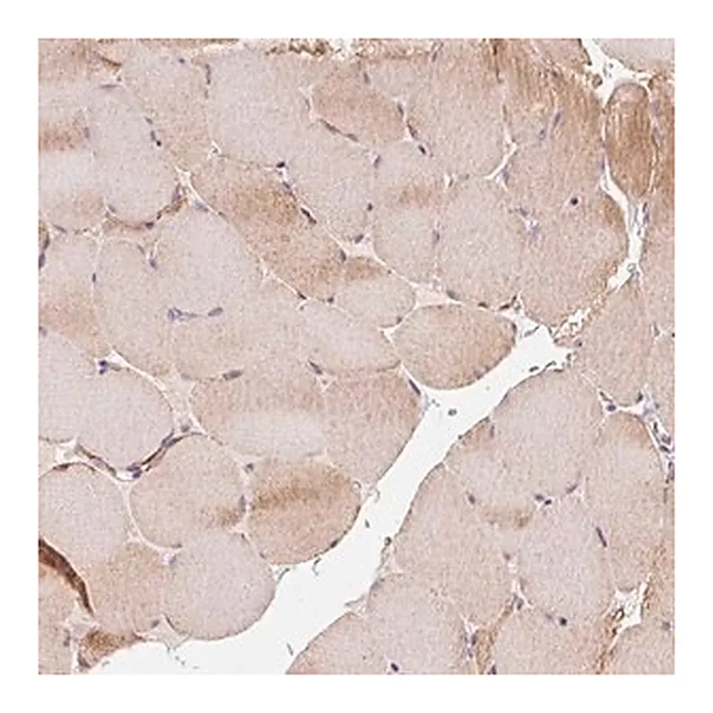 Merck Anti-COQ7 antibody produced in rabbit